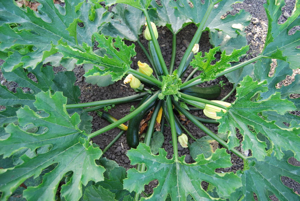 Bed&Brood De Straverdonk Graft Pokoj fotografie