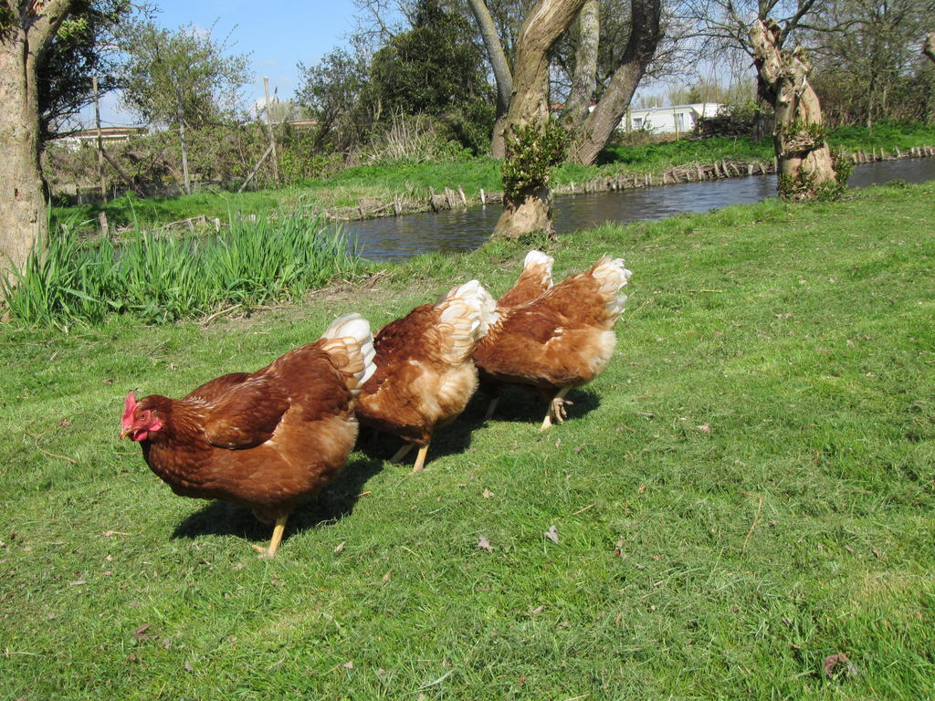Bed&Brood De Straverdonk Graft Exteriér fotografie